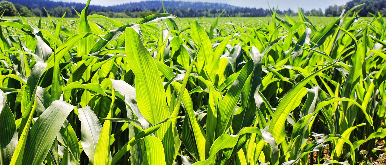 Corn fields