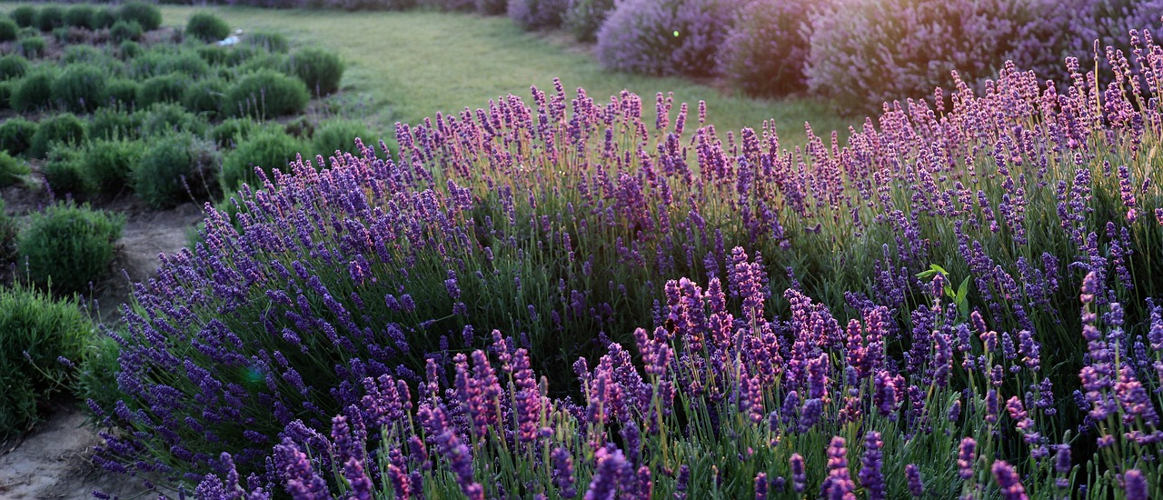 Lavender farms