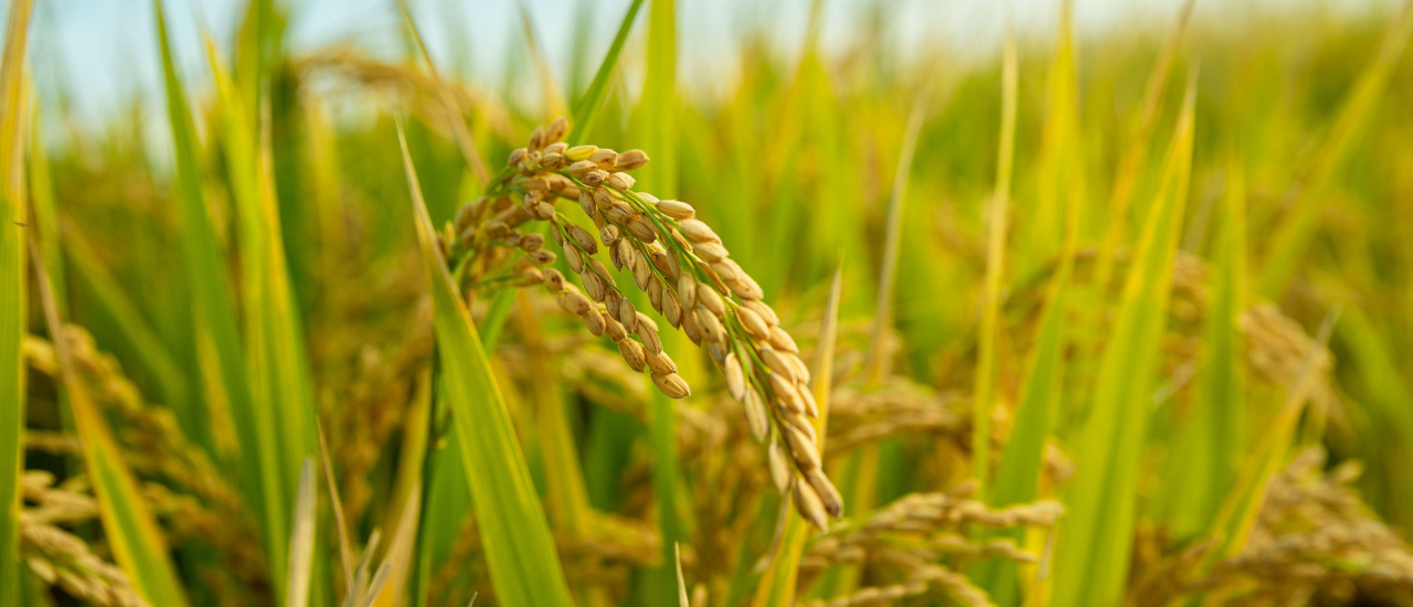 Rice fields