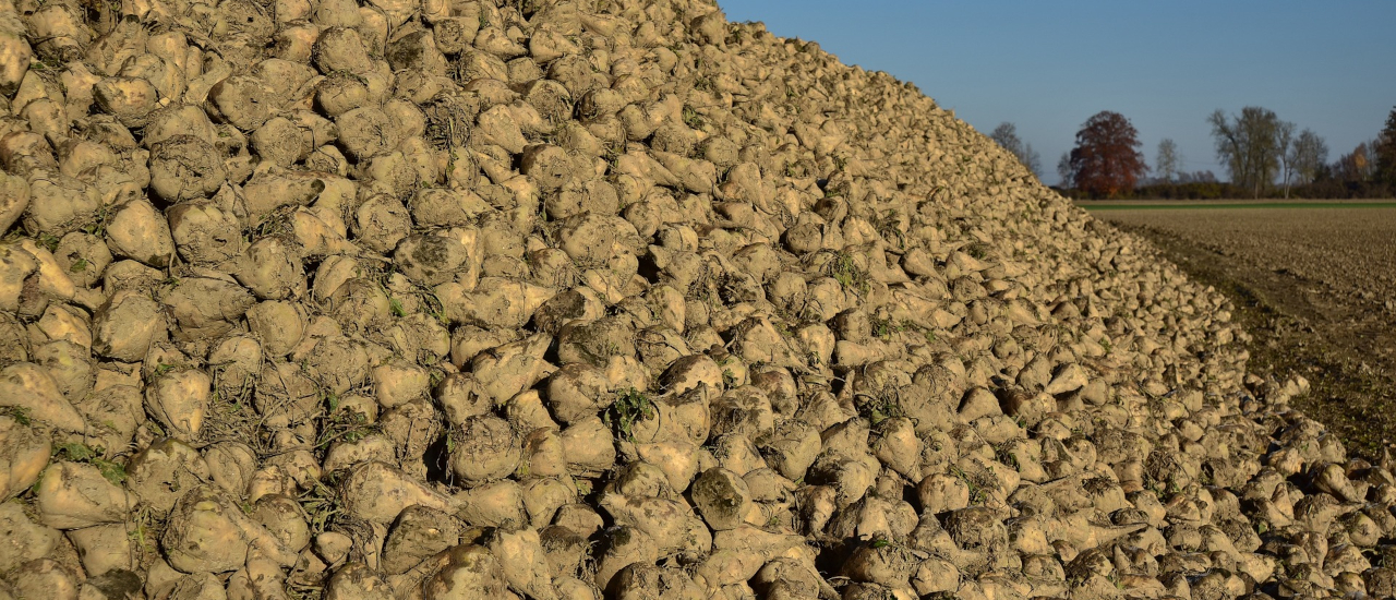 Sugar Beet