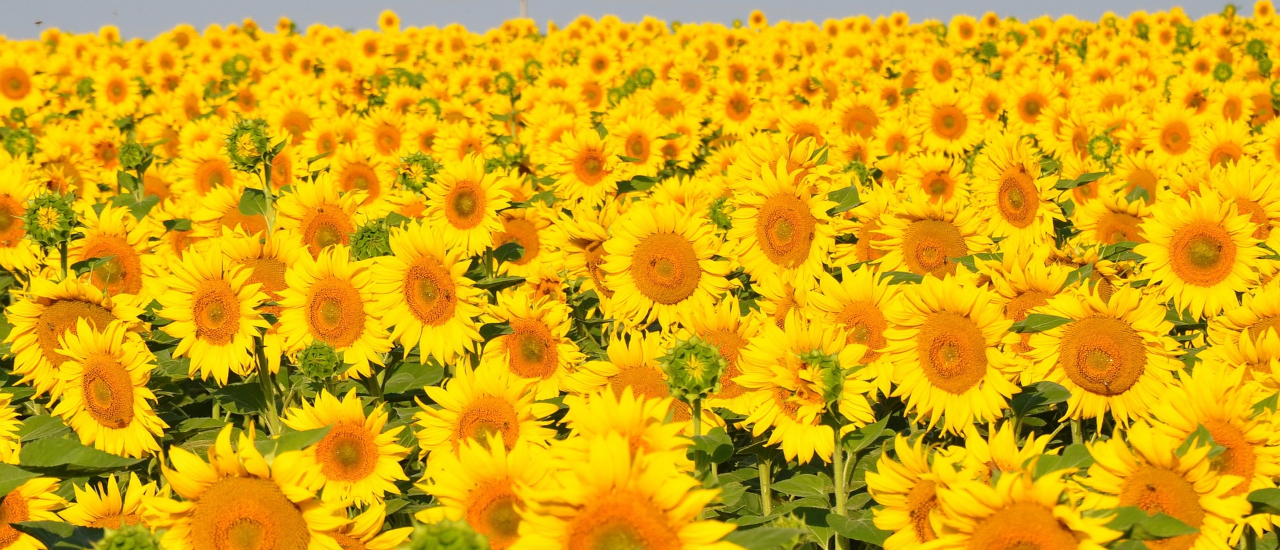 Sunflower fields