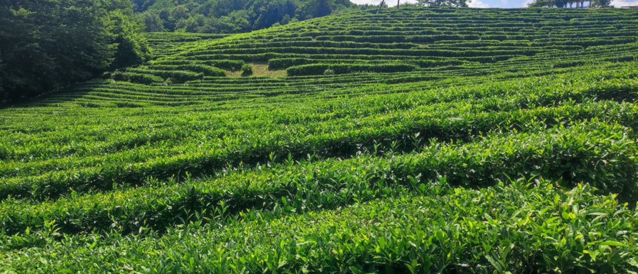 Tea fields